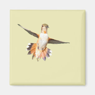 Allen's Hummingbird in Flight Magnet