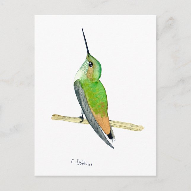 Allen's hummingbird postcard (Front)
