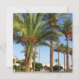 Alley of date palms in the city of Sharm El Sheikh