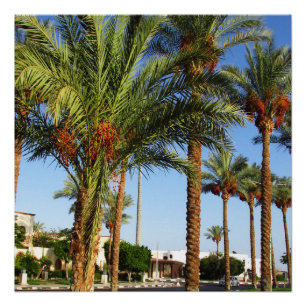 Alley of date palms in the city of Sharm El Sheikh Poster