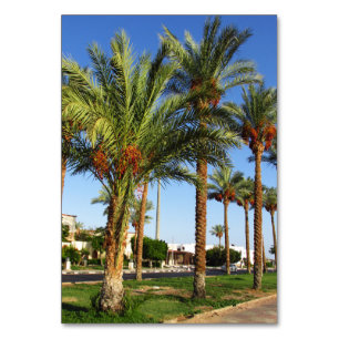 Alley of date palms in the city of Sharm El Sheikh Table Number