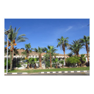 Alley of date palms photo print