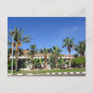 Alley of date palms postcard