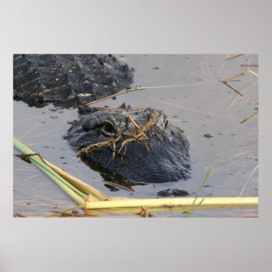 Alli the Gator Poster