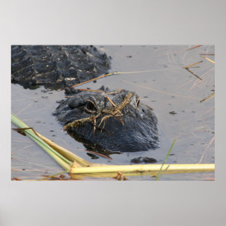 Alli the Gator Poster