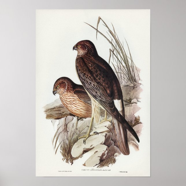 Allied Harrier by Elizabeth Gould Poster (Front)