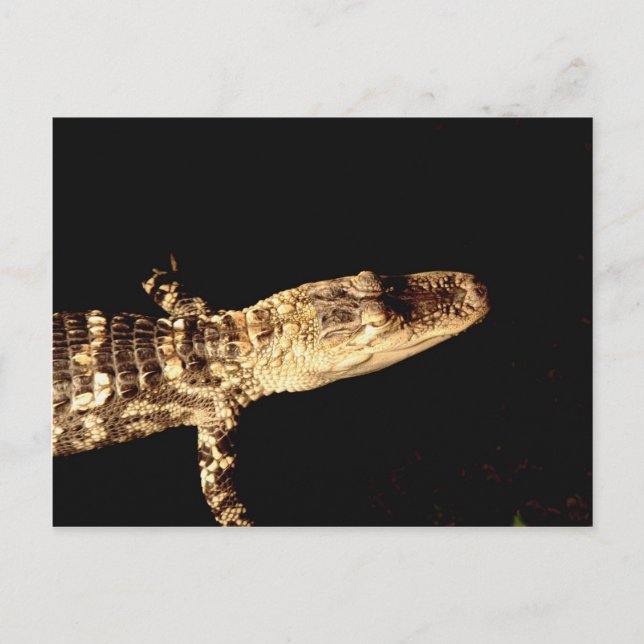 Alligator #1 postcard (Front)