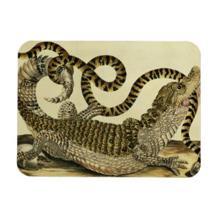 Alligator and Snake, 1730 (coloured engraving) Magnet