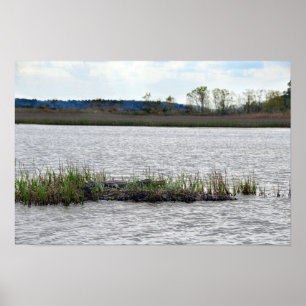 Alligator at Bear Island, South Carolina Poster