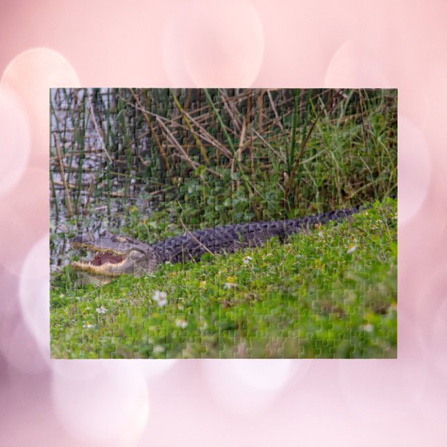 Alligator at Florida Wetlands Photograph Jigsaw Puzzle (A puzzle of an alligator enjoying the grass at some wetlands in Florida)