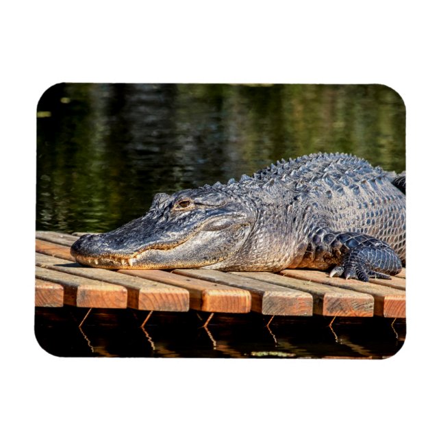 Alligator at Homosassa Springs Wildlife State Park Magnet (Horizontal)