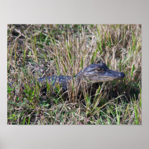 Alligator Baby Grass Florida Swamp Photo Poster