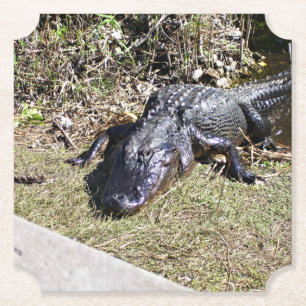 Alligator Basking Beside Florida Wetlands Paper Coaster