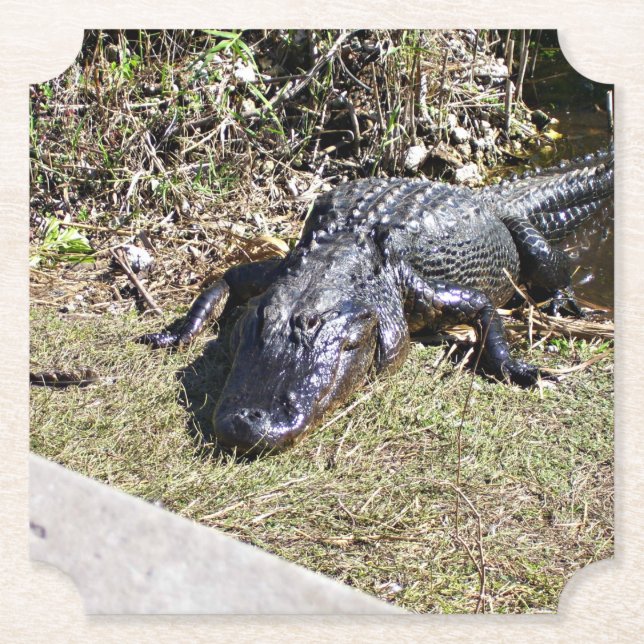 Alligator Basking Beside Florida Wetlands Paper Coaster (Front)