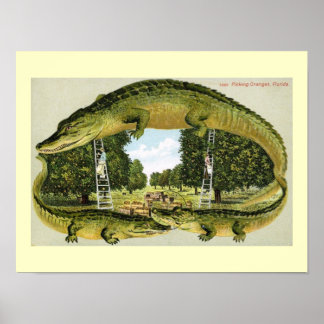 Alligator Border Picking Oranges, Florida Vintage Poster
