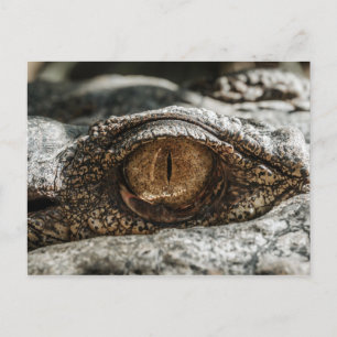 ALLIGATOR EYE CLOSE-UP POSTCARD