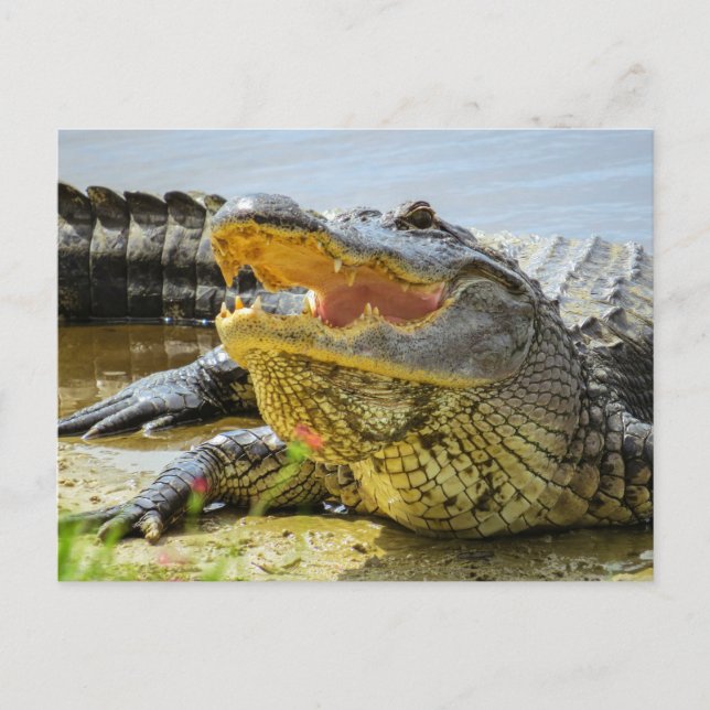 Alligator. Face to face Postcard (Front)