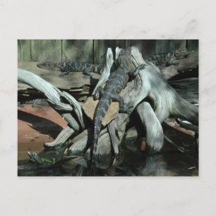 Alligator Farm Postcard