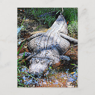 Alligator (Florida, Louisiana and Mississippi) Postcard