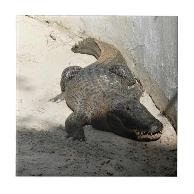 Alligator, Fort Lauderdale, Florida Ceramic Tile (Front)