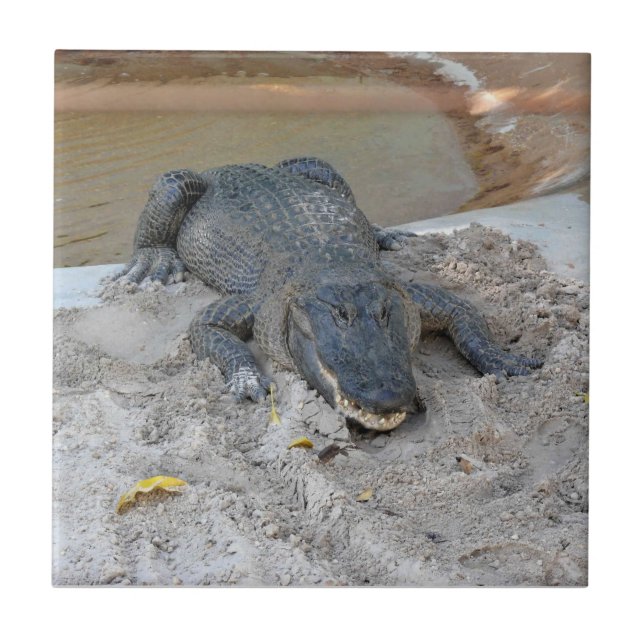 Alligator, Fort Lauderdale, Florida Ceramic Tile (Front)