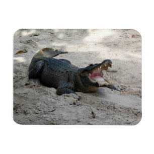 Alligator, Fort Lauderdale, Florida Magnet