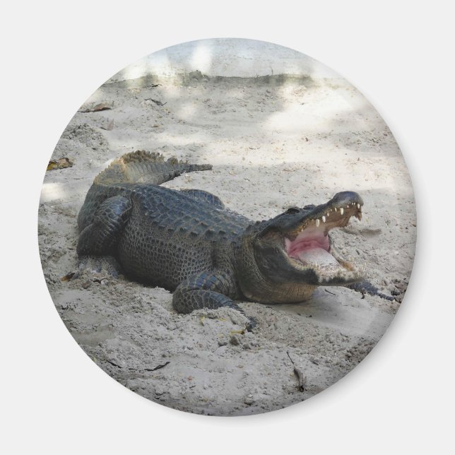 Alligator, Fort Lauderdale, Florida Magnet (Front)