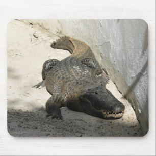 Alligator, Fort Lauderdale, Florida Mouse Pad