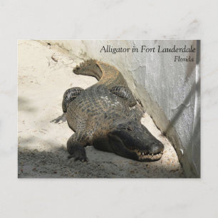 Alligator, Fort Lauderdale, Florida Postcard