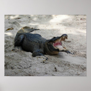 Alligator, Fort Lauderdale, Florida Poster