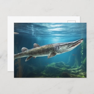 Alligator gar fish swimming Fish  Postcard