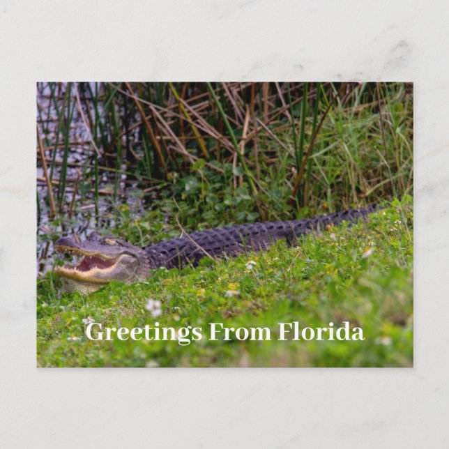Alligator Greetings from Florida Personalise Postcard (Front)