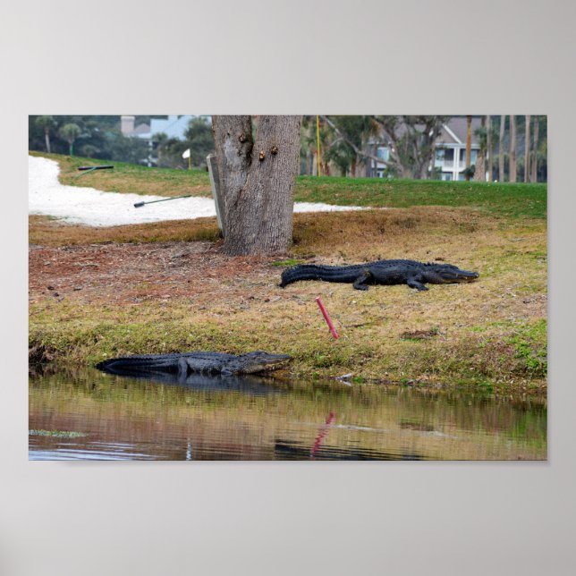 Alligator Hazard on Golf Course Poster (Front)