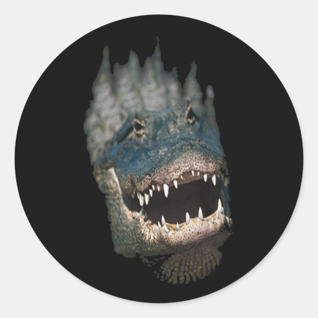 Alligator Head Shot-Huge reptiles Classic Round Sticker (Front)