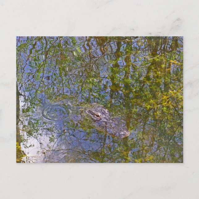 Alligator in Big Cypress National Preserve Florida Postcard (Front)