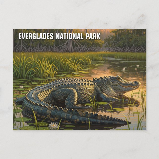 Alligator in Everglades National Park Postcard (Front)