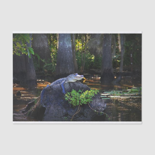 Alligator in Swamp Tissue Paper (Front)