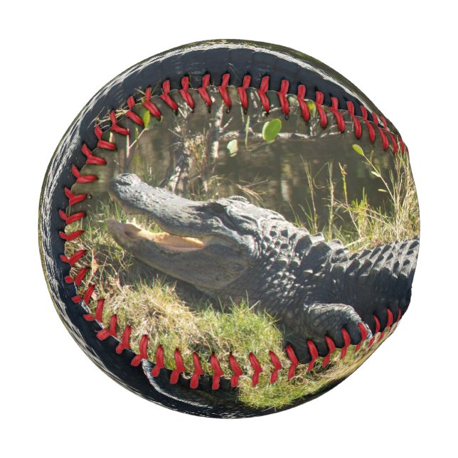 Alligator in the Sun Baseball (Front Left)