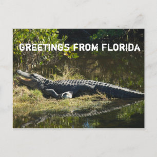 Alligator in the Sun Personalise Postcard