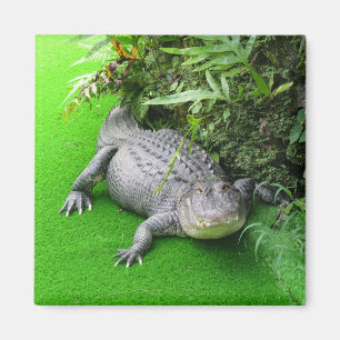 Alligator Magnet