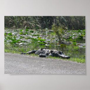 Alligator on Alligator Alley, Fl Poster