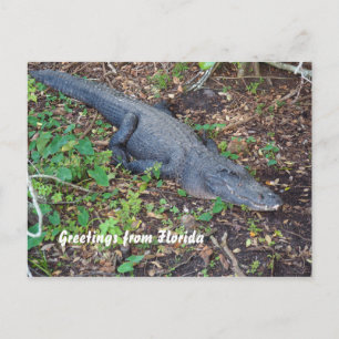 alligator on land postcard