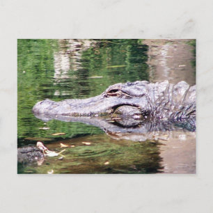 Alligator on the Move Postcard