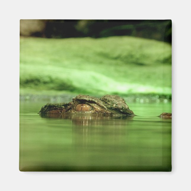 Alligator Peeking Out of the Water Magnet (Front)