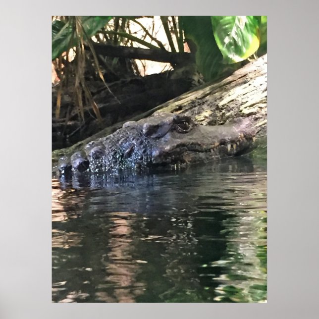 Alligator Photo Poster (Front)