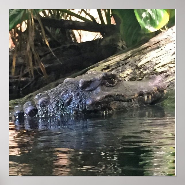 Alligator Photo Poster (Front)
