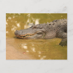 Alligator Postcard