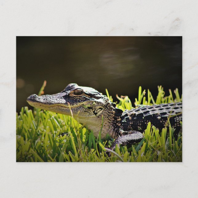 Alligator Postcard (Front)