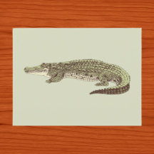 Alligator Postcard