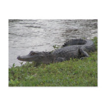 Alligator
